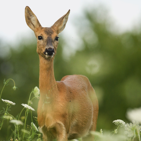 srnka foto wildlife